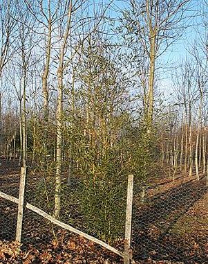 Dernire plantation de 1999 en bordure de parc