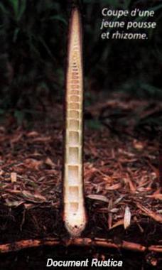 Coupe d'un turion de bambou et rhizome